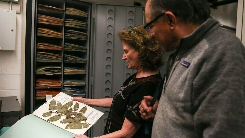 Harvard University Herbaria (@harvardherbaria) on Twitter photo Herbaria are invaluable repositories of biodiversity that serve as crucial resources for scientific research, conservation efforts, and education. Show your support to save the <a href="/DukeU/">Duke University</a> Herbarium: bit.ly/4bRkrbI Herbaria are invaluable repositories of biodiversity that serve as crucial resources for scientific research, conservation efforts, and education. Show your support to save the <a href="/DukeU/">Duke University</a> Herbarium: bit.ly/4bRkrbI