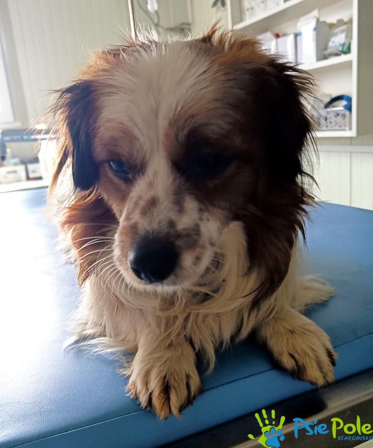 Pies do adopcji, Racławice
Rezuś – rezerwacja Psiak jest w wieku ok 3-4 lata, waga...
wieszgdziezwierz.pl/psy/do-adopcji…
#piesdoadopcji #doadopcji #pies #adoptuj #niekupujadoptuj #racławice