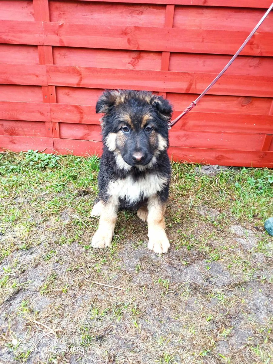 Znaleziono psa, Czartki
616093902778450 Gatunek Pies Płeć Samica Chip 616093902778450 Teren Gmina Zduńska Wola...
wieszgdziezwierz.pl/psy/znalezione…
#znalezionopsa #znaleziono #pies #czartki