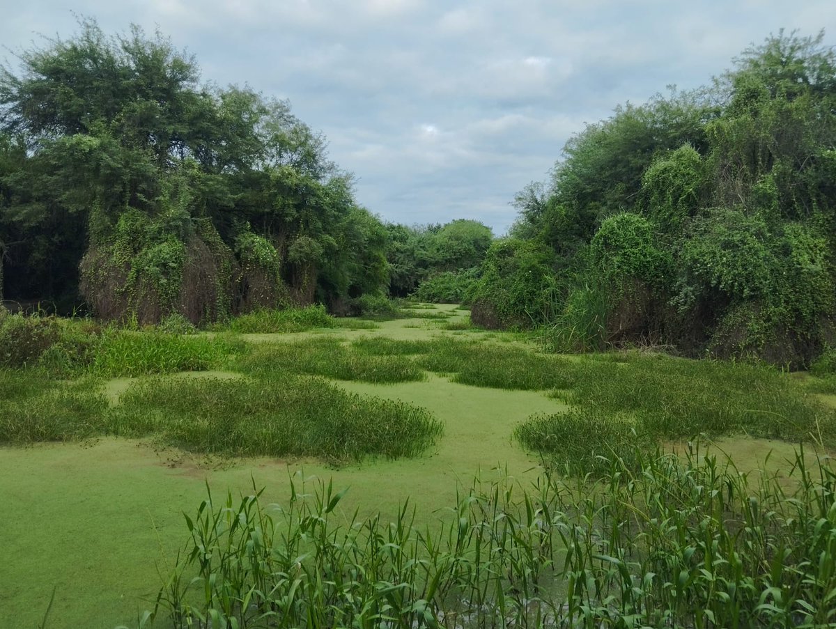 Eduardo Quintana tweet media