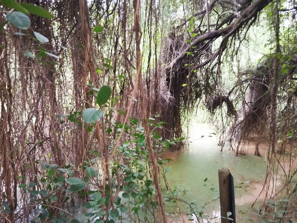 Eduardo Quintana tweet media