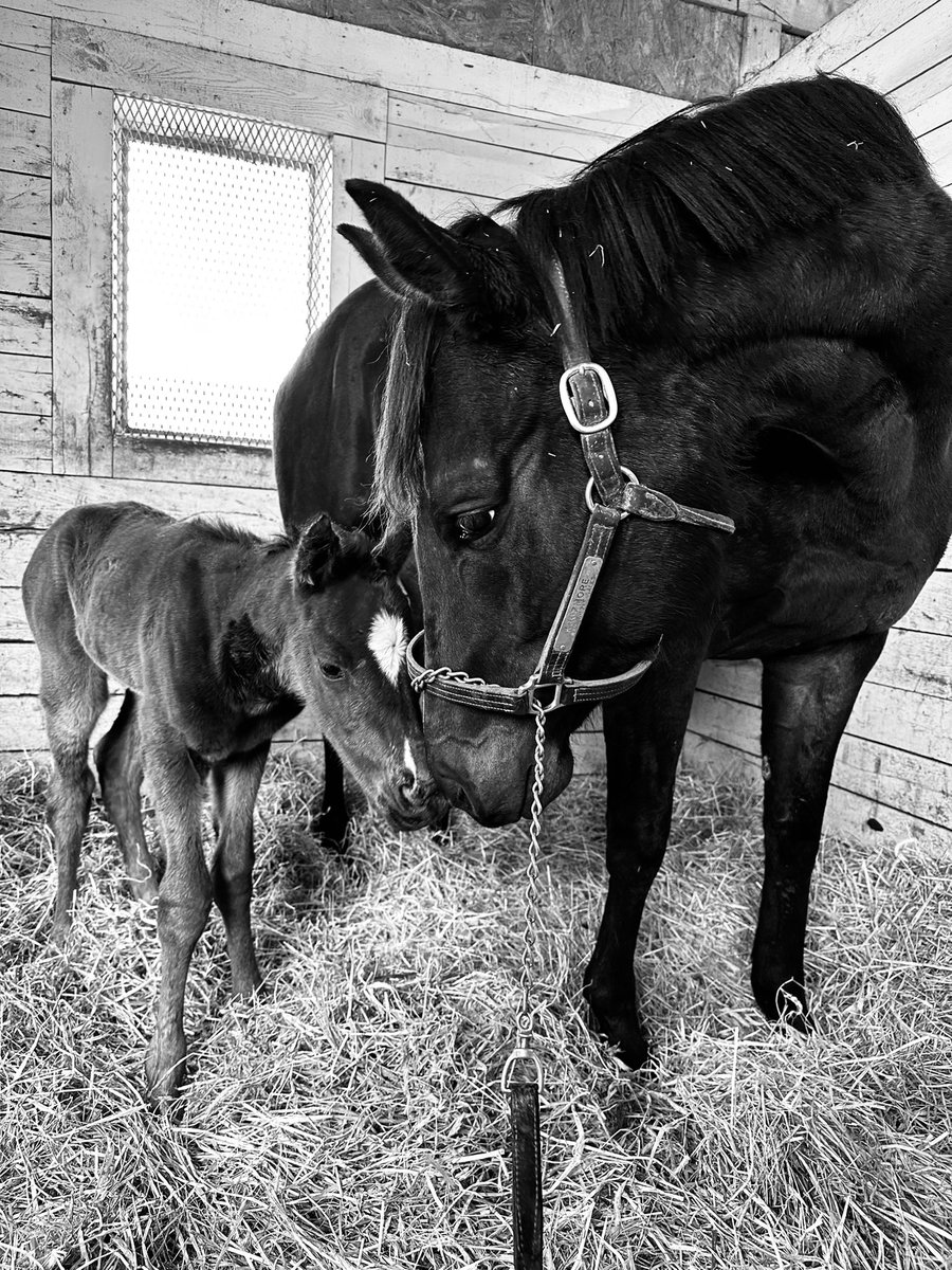 Happy #foalfriday! This first time mama really loves her filly by #runhappy. @nytbreeders @claibornefarm #nybred