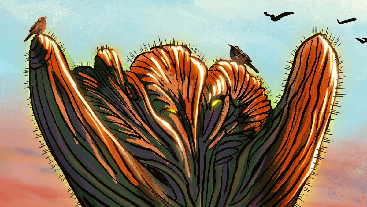 Desert Goddess series continued: DAWN

#crestedsaguaro #desertlife