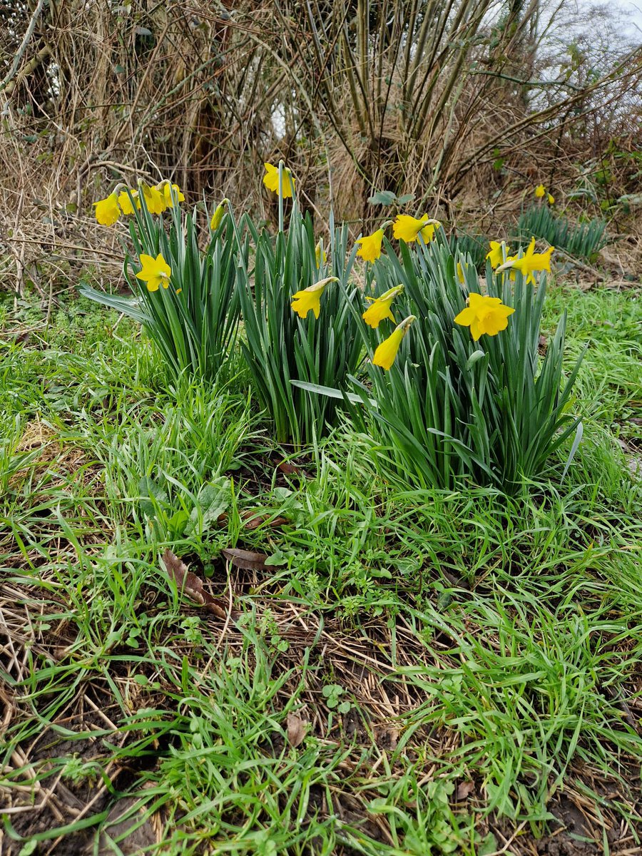 ValleyCommunit1's tweet image. Arwyddion cyntaf y Gwanwyn ym Mharc Mwd heddiw / First signs of Spring in Parc Mwd today.