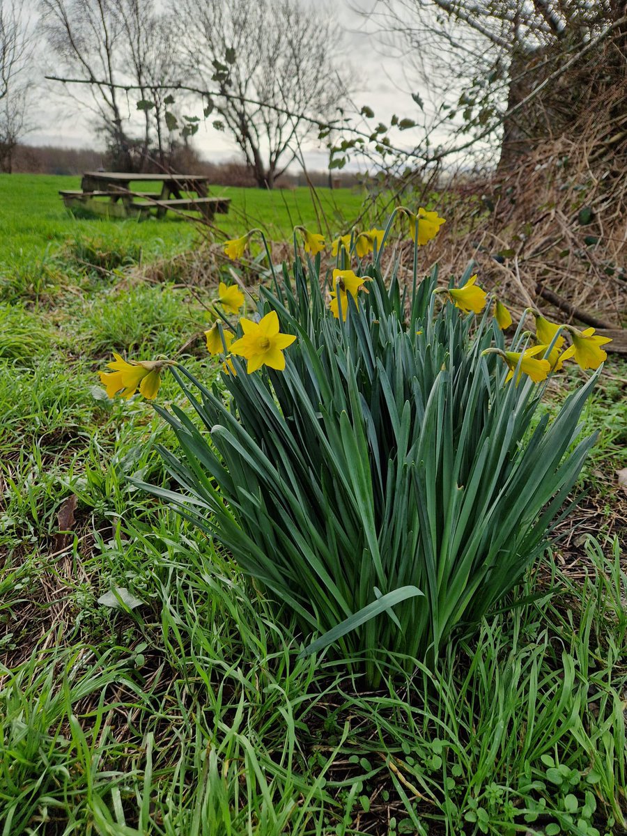 ValleyCommunit1's tweet image. Arwyddion cyntaf y Gwanwyn ym Mharc Mwd heddiw / First signs of Spring in Parc Mwd today.