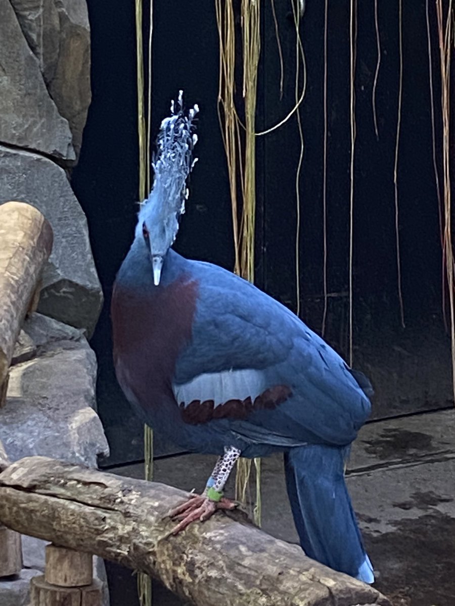 CrackersApple's tweet photo. Look at this cool ass bird I saw in real life. https://t.co/y2xkXTQF6x