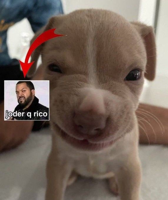 El Mentado Kiabbe 🐢 tweet media