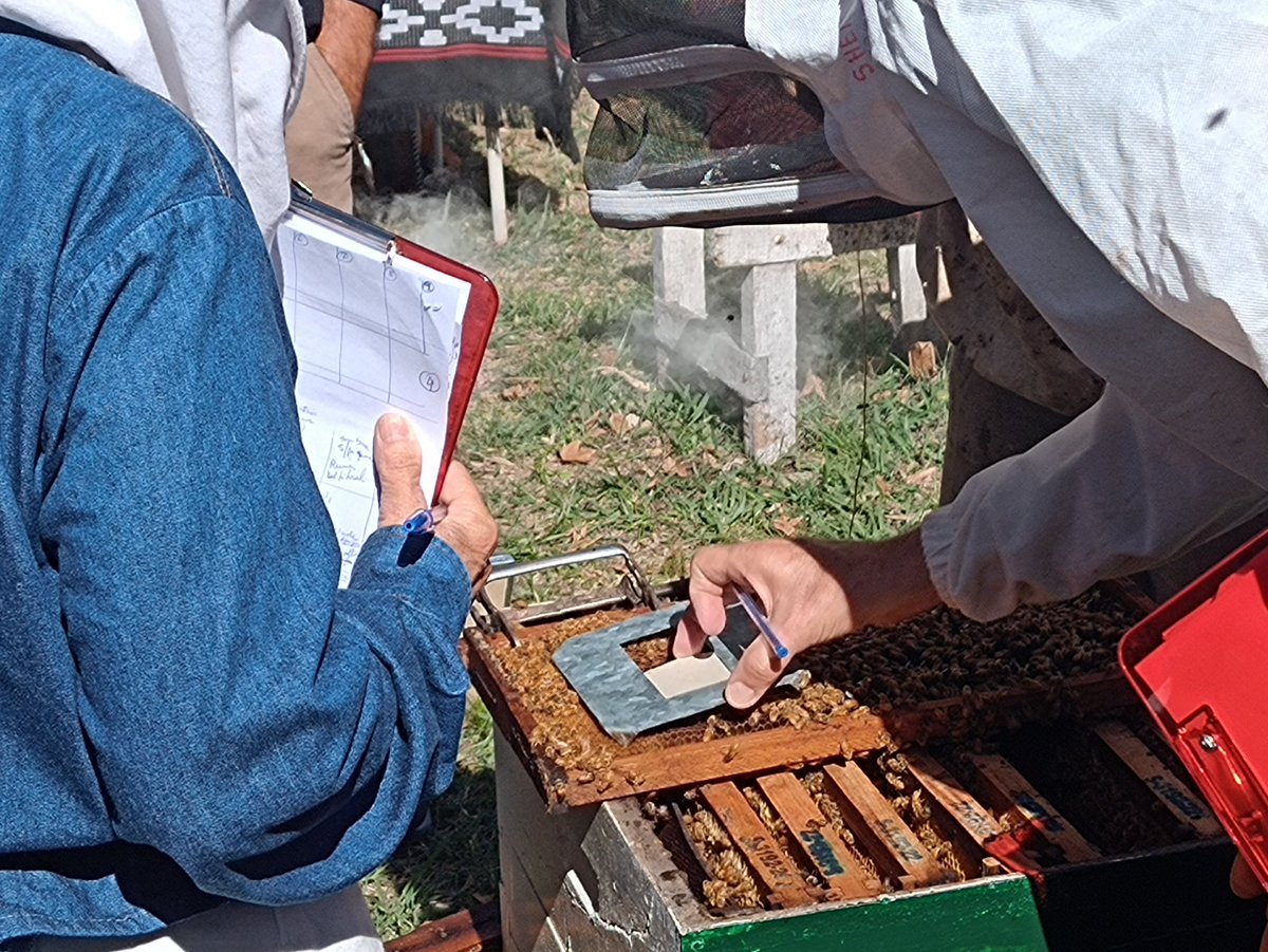 apinoticias's tweet photo. SE REUNEN CRIADORES DE ABEJAS REINAS: 7° Encuentro Nacional de Criadores de Abejas Reinas. En la Cabaña Apiario Pedro Bover (Gra. Belgrano, Bs. As.), 15 y 16 de marzo. Charlas, dinámicas, debates, negocios y 4° Concurso de Elección del Mejor Fenotipo de Abeja Reina fecundada. https://t.co/hzSzTuYY5u