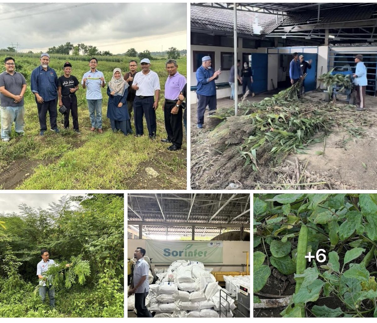 J_Biotech's tweet photo. Lawatan penanda aras ke tapak penyelidikan Shorgum Badan Riset Inovasi National, Indonesia (BRIN) oleh Yang Berhormat Dato, Haji Mustaffa bin Dato’ Haji Shamsudin, Ketua Pegawai Eksekutif, J-Biotech.

#jbiotech
#badanrisetinovasiindonesia
#shorgum
#shorgumsamurai https://t.co/Mgi3i7sO1J