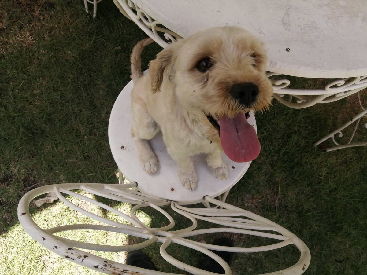 Nashgrajales's tweet photo. Perrito en adopción, nadie lo cuida. 😞 Lo rescataron y ahora ya lo quieren regresar a la calle, es macho, joven y se llama Nova. ¿Quién dice yo? 🐶 https://t.co/43OmYXntSV