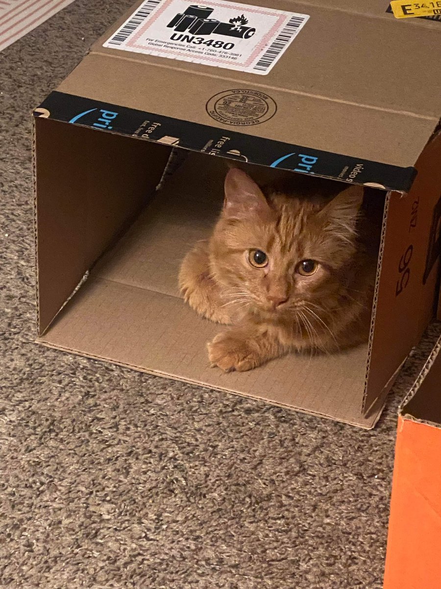 SendN00dlz's tweet image. #kittytime #p4a #p4q #P4A2024 #project4awesome #project4qawesome #projectforawesome #project4qawesome