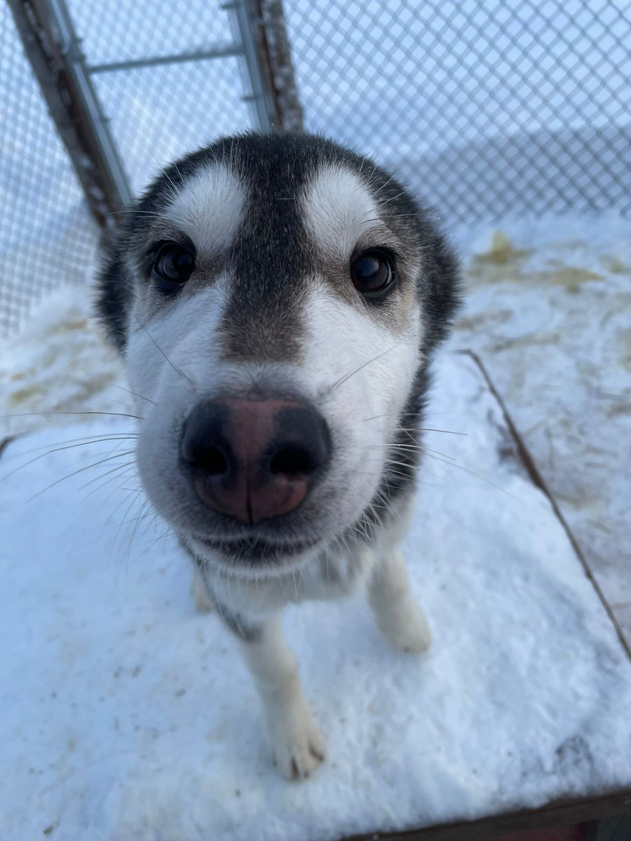 What's a Friday without a puppy picture? Found this picture of Joanna's pup & I knew I had to share it! 😃

What are you and your dogs getting  into this weekend?

#alaska #iditarod #mushing #sleddogs #alaskanhuskies #doglove #mushinglife #alaskalife