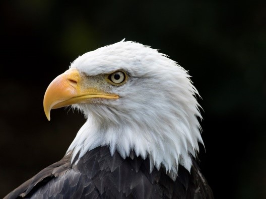 Can you name three things that the national symbol of the bald eagle represents? Strength. Resilience. Freedom. Just something to think about as you go about celebrating President’s Day!