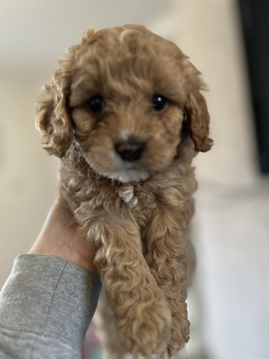 1 more sleep until we bring this little boy home 💙 Chester Finegan you will complete our little family 🐾 #cavapoo #PuppyLove