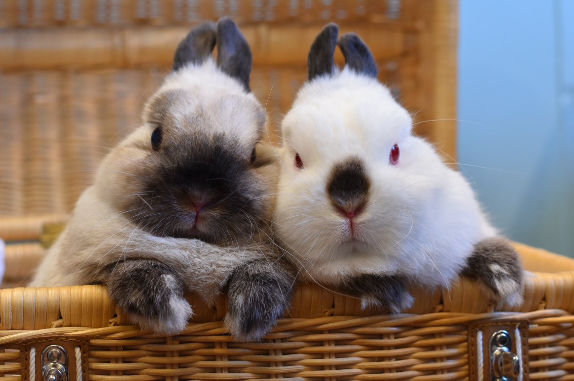 nikon #snapbridge nikon D5600 🐰うさぎの親子🐰