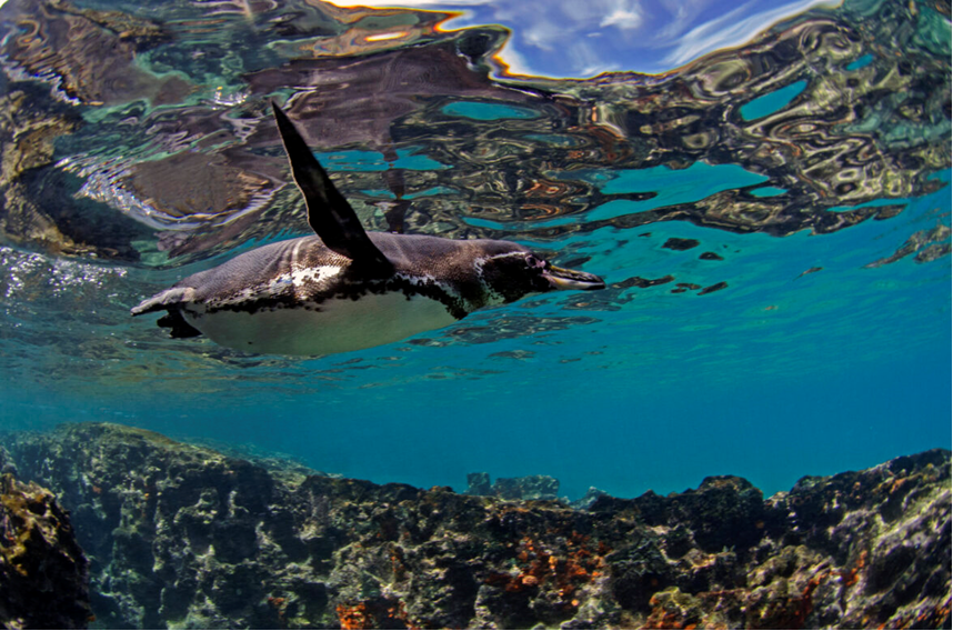 FHSU Paleo tweet media