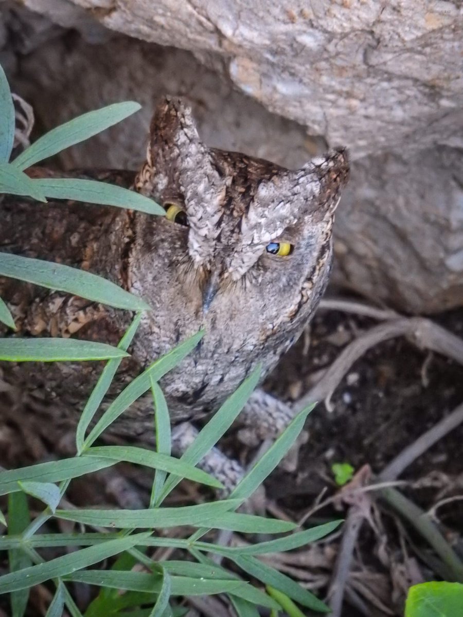 Eurasian Scops owl (Otus scops) seen and photographed this late evening by GONHS member Robert Azopardi @BirdGuides @_BTO @GibReserve @RSPBNews @RSPBbirders #birdmigration #birds