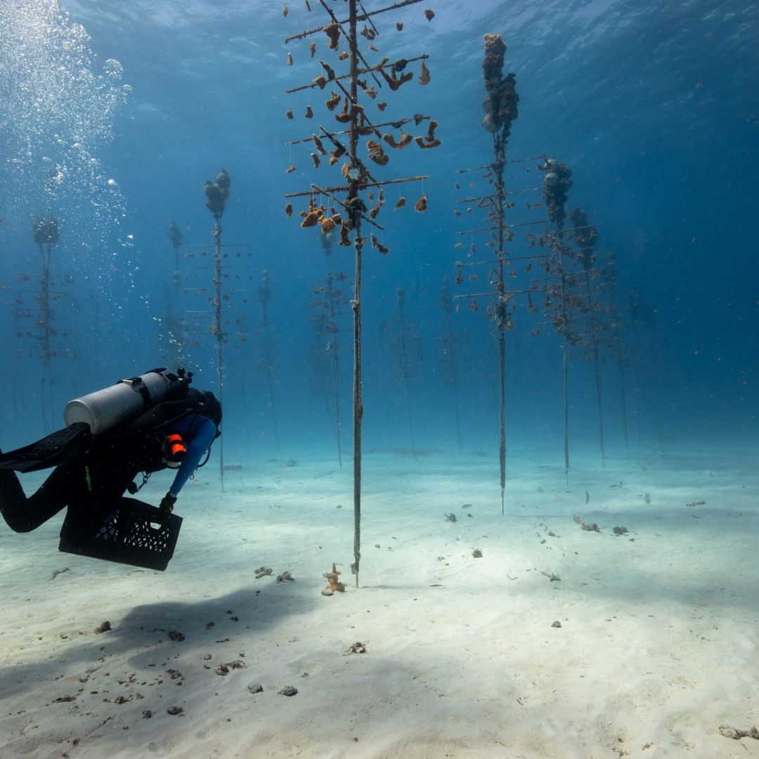coralcrf's tweet image. This week's #FridayFieldUpdate from Coral Tree™ Nursery: Despite weather challenges, our team persisted with inventory &amp;amp; monitoring tasks. We're excited to announce the installation of additional temperature loggers throughout our nurseries to enhance coral monitoring efforts.