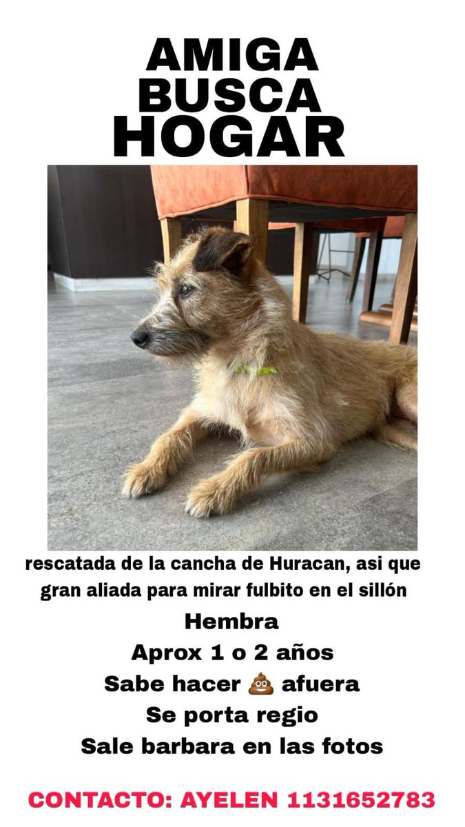 #Huracán 

Post partido vs Independiente, Williams Alarcón y Cami Gutiérrez, su esposa, encontraron esta hermosa perrita, estaba solita a la salida del estadio.

Por el momento está en la pensión esperando un hogar, pero no la pueden tener x mucho tiempo.

Se agradece difusión 🙏🏽