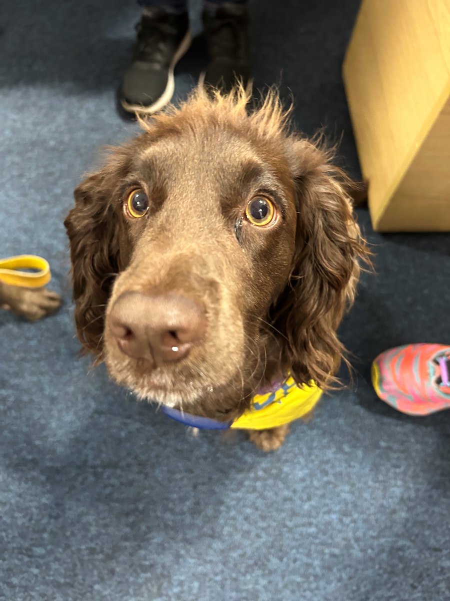 Portsmouth Hospitals University NHST (@phu_nhs) on Twitter photo Meet Oakley, the newest member of our <a href="/PetsAsTherapyUK/">Pets As Therapy</a> team!
Volunteer Julia and Oakley shadowed Molly for their first shift and had a great time.
They will be going to C1 on Mondays to bring smiles to the patients on the ward.
Look at her big eyes! Welcome to the team! 🐾🐶 Meet Oakley, the newest member of our <a href="/PetsAsTherapyUK/">Pets As Therapy</a> team!
Volunteer Julia and Oakley shadowed Molly for their first shift and had a great time.
They will be going to C1 on Mondays to bring smiles to the patients on the ward.
Look at her big eyes! Welcome to the team! 🐾🐶