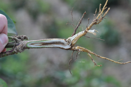 Nematodes, fungi & bacteria reduce cotton bales yearly. Find out 2023 numbers at cropprotectionnetwork.org/publications/c… From @travisfaske @StrayerScherer @IanMSmall1 @bobkemerait @rodrigobonofre @ppp_trey @LSUNematology @baldpathologist @DaisyHAhumada @AdrienneGorny @MahDuffeck @TNplantDR