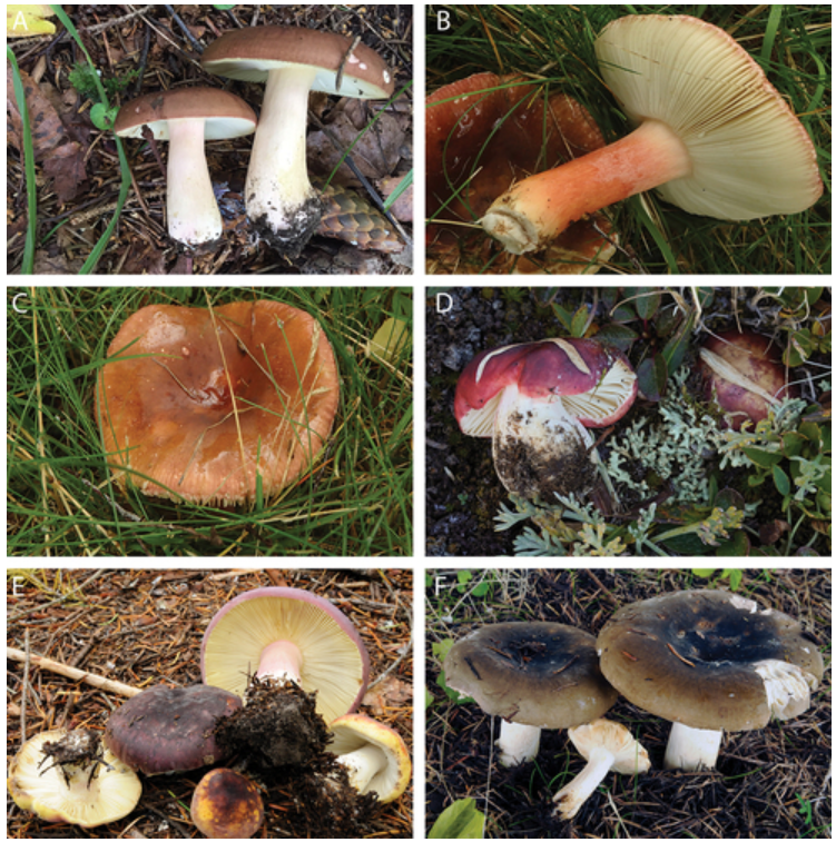 New study about Russula biogeography and evolution just released. Three new species of N. hemisphere (R. lapponica, R. neopascua and R. olympiana) just described. For more info, check the link bellow: tandfonline.com/doi/full/10.10… #Mycology #RussulaPhylogeny @MycologiaPL @MSAFungi