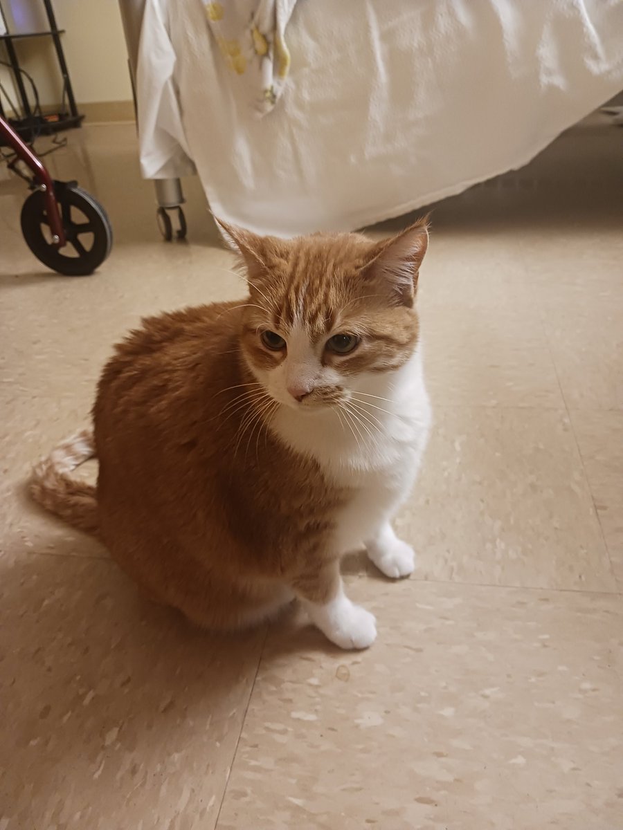 tasscelium's tweet photo. Iiiiiiit's #catoclock!! This is Shelby and she is a fuzzy basketball with the world's tiniest meow! #p4a2024 https://t.co/1LvcOvyF7T