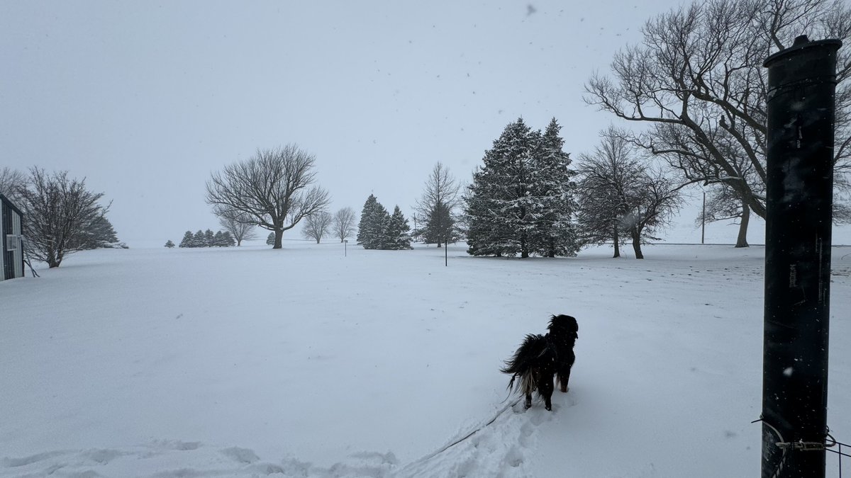 BoilerPaulie's tweet photo. What a difference one day can make 🐾 ❄️ https://t.co/iQsA8FzJPw