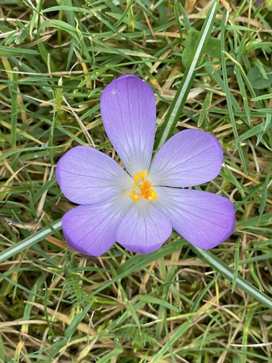 BadgerJellyfish's tweet photo. You little beauties!! ๐ฑ๐ธโค๏ธ
#croydon #Crocuswatch https://t.co/sbzhyuQw28