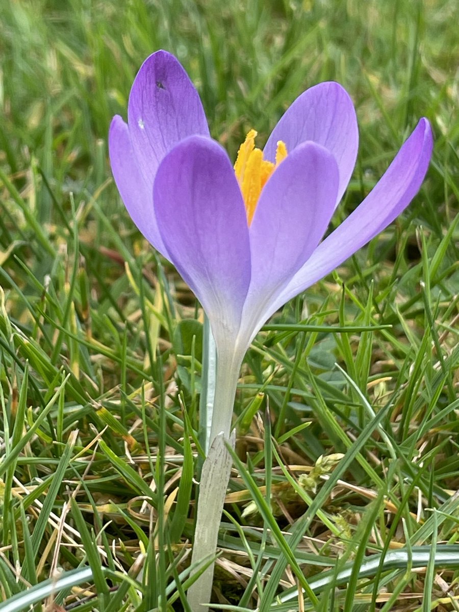 BadgerJellyfish's tweet photo. You little beauties!! ๐ฑ๐ธโค๏ธ
#croydon #Crocuswatch https://t.co/sbzhyuQw28