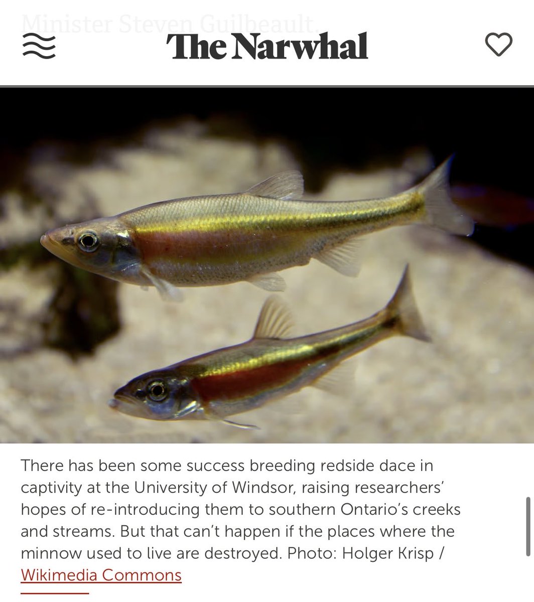 Check out this article from ⁦@thenarwhalca⁩ focused on the plight of the endangered Redside Dace in Canada which highlights research on captive breeding at ⁦@FRECUwindsor⁩ by our very own ⁦@UWindsor⁩ ⁦@iBioUWindsor⁩ PhD student ⁦@Ashley_Watt_M⁩