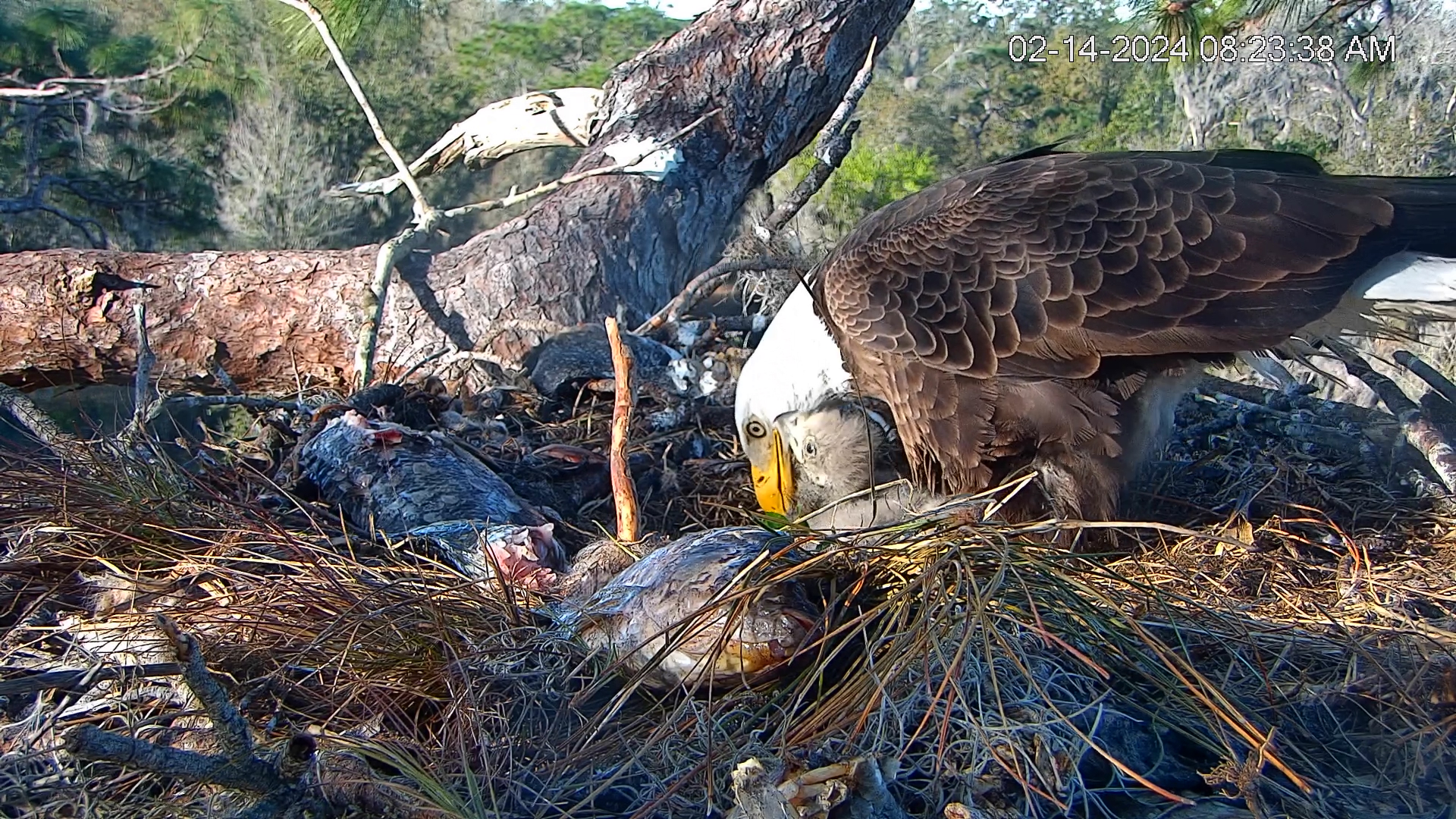 Eagle country cheap cam