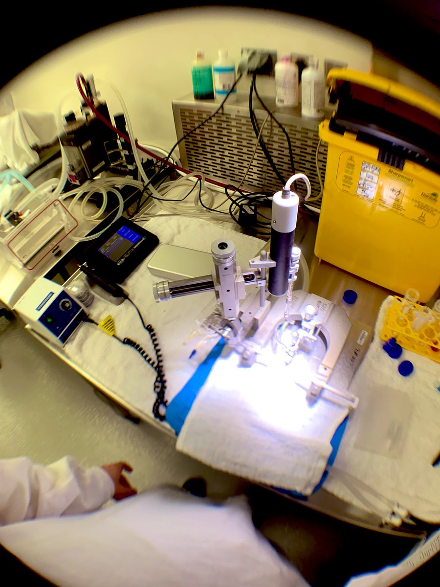 Holt_LewisRhys's tweet image. Fish eye science #2 - helm of the stereotax