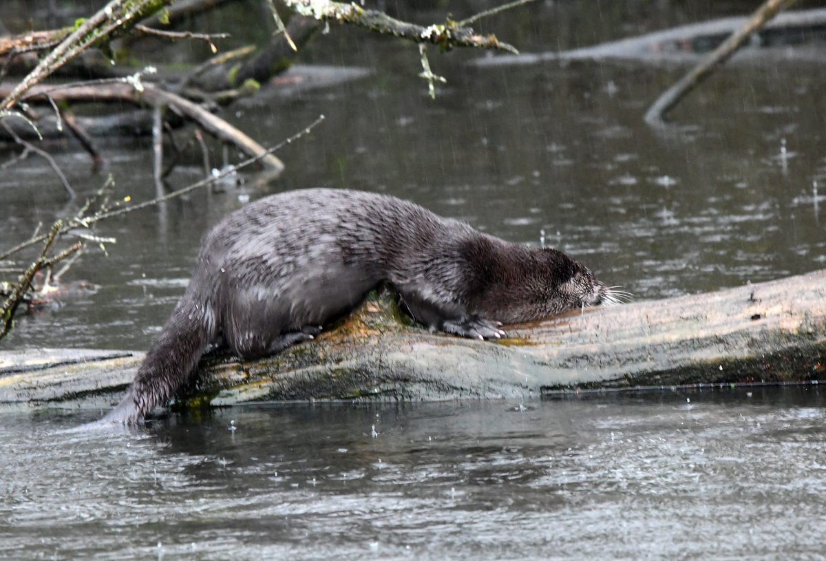 Poynton Pool major news is an Otter. There have been regular reports of them in our local area in the last couple of years so really good news this legally protected species is making a comeback. This sighting was fairly recent ..This picture was taken from the public footpath.