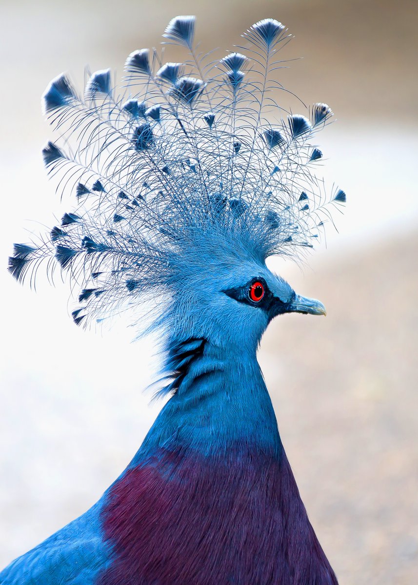 This majestic Victoria-crowned pigeon is a sight to behold, with its vibrant plumage and distinctive crown. #nature #photography #birds