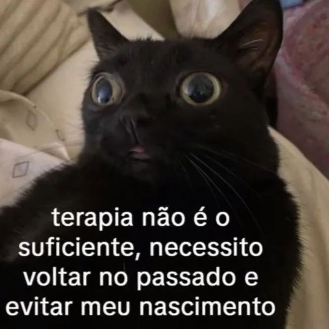 perfil dedicado a gatinhos e peitos (@odeiootaco) on Twitter photo 
