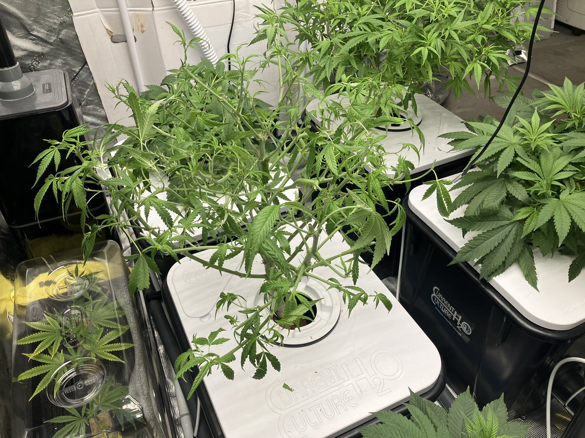 GoatGrowsWeed's tweet photo. Got the other 2 c99 moved over today. Butchered everything to compact it as much as possible.
#goatgrowsfollowalong #currentculture #cch2o #rdwc #cropsalt #cannabis #love #growyourown #stonerfam #weed #root #bud #porn #CannabisCommunity #stoners https://t.co/4YbZk5EOk2