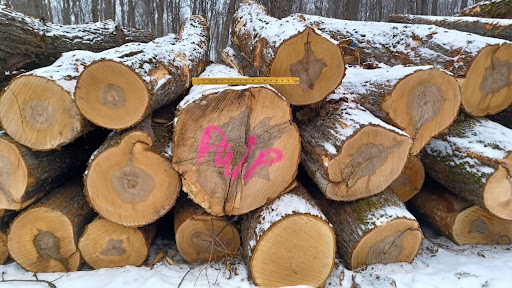 Mature and #OldGrowth forests are one of our best lines of defense against climate change - but <a href="/forestservice/">USDA Forest Service</a> is logging them for pulp. Learn more about the Fourmile project here: wisconsinexaminer.com/2024/02/15/env… via <a href="/WIExaminer/">Wisconsin Examiner || @wiexaminer.bsky.social</a>
