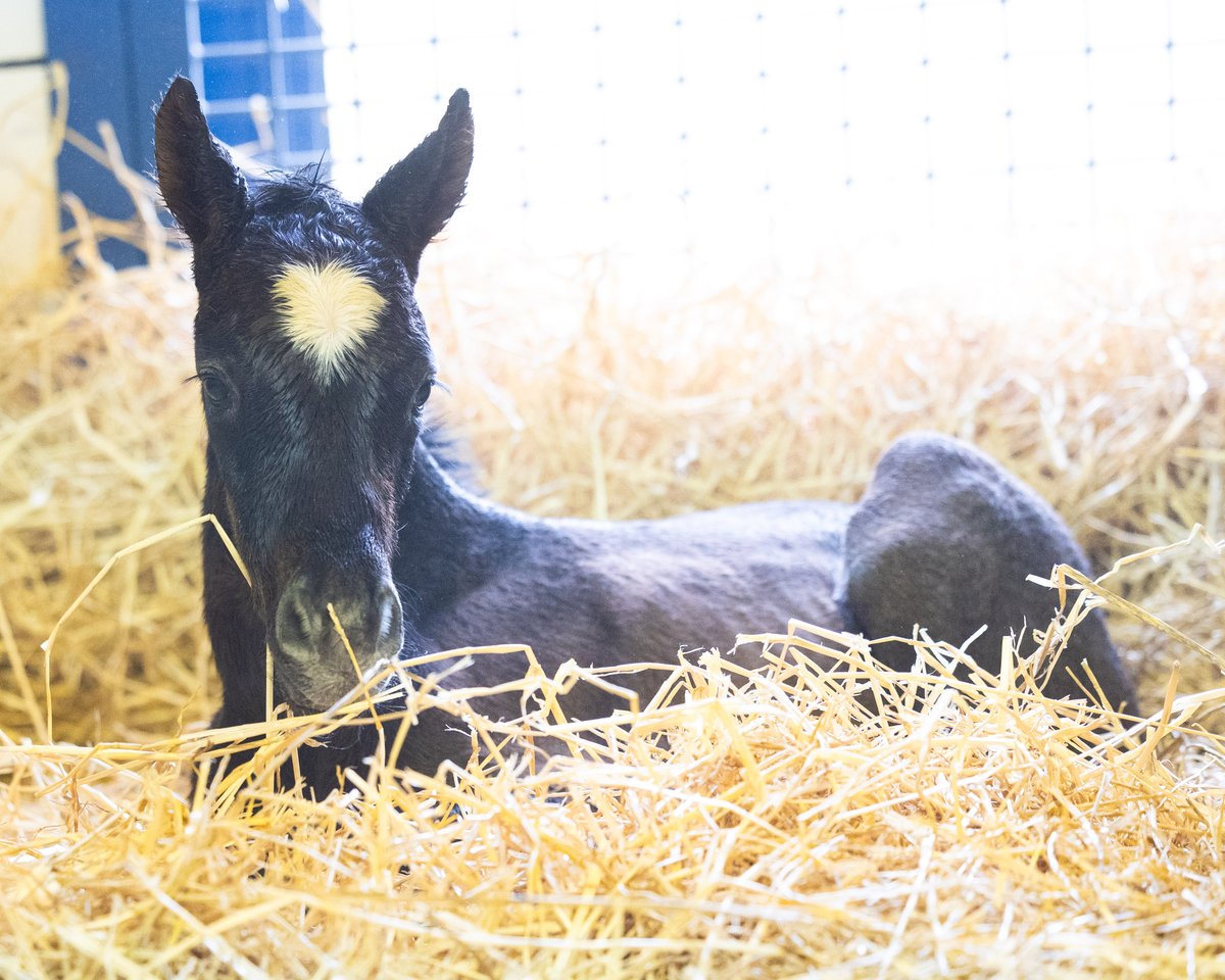 We are excited for all of our foals, but this one is extra special... Oma The Great foaled a Candy Ride colt with a heart on his forehead this afternoon. We are in love 💙 @LanesEndFarms #FoalFriday #Foalsof2024