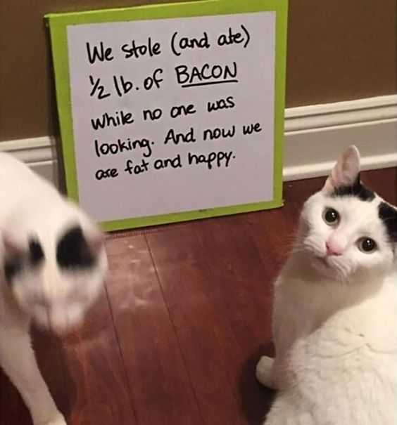 Dont Show Your Cat tweet media
