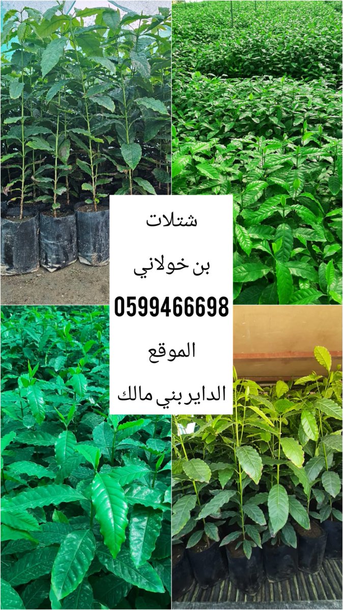 althahre's tweet photo. متوفر لدينا شتلات البن الخولاني السعودي من مزارع محافظة الداير  واللتي تقدر اعمارها بأكثر من 300 عام
#المعرض_الدولي_للبن_السعودي
 #تعاونية_البن  
 #فعالية_حصاد_البن
 #الداير
#المعرض_الدولي_للبن_السعودي2024
#مجلس_الجمعيات_التعاونية 
#البن_السعودي https://t.co/rXq5cQZt5i