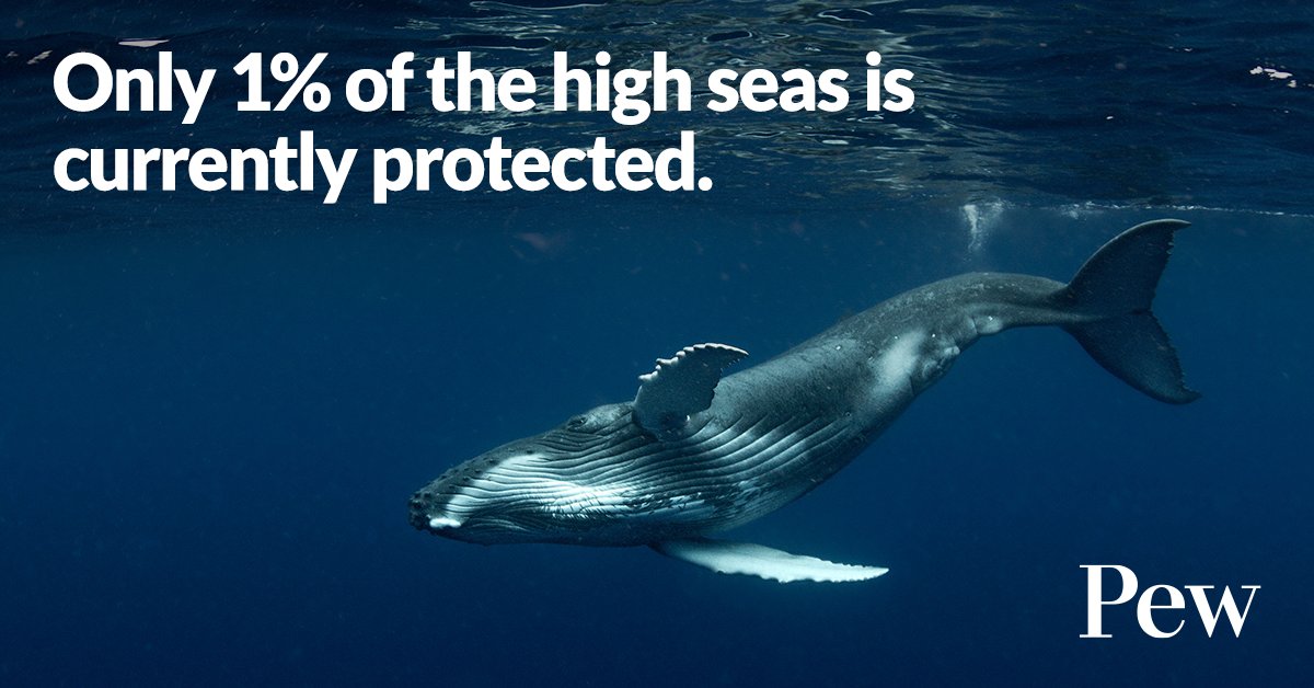 The high seas cover 2/3 of our ocean, and are home to:

🐟Bountiful fisheries
🐋Migratory routes for animals like whales and sharks
🪸Remarkable ecosystems, like deep-sea corals

Only 1% of the #HighSeas are currently protected—but what if it were more? pew.org/3w570EJ