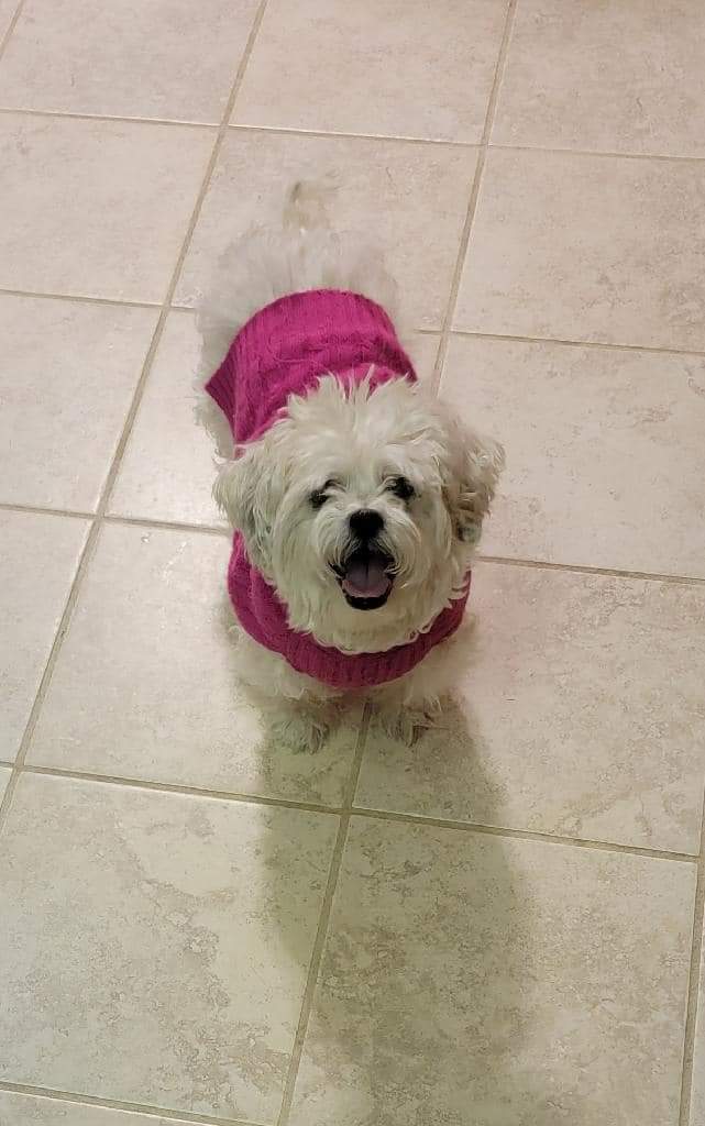 ItsaJap's tweet photo. @amazinggamepro Lost my dog 2 weeks ago, so I get the feeling. Hope it gets better for you. https://t.co/wAJccerrxx