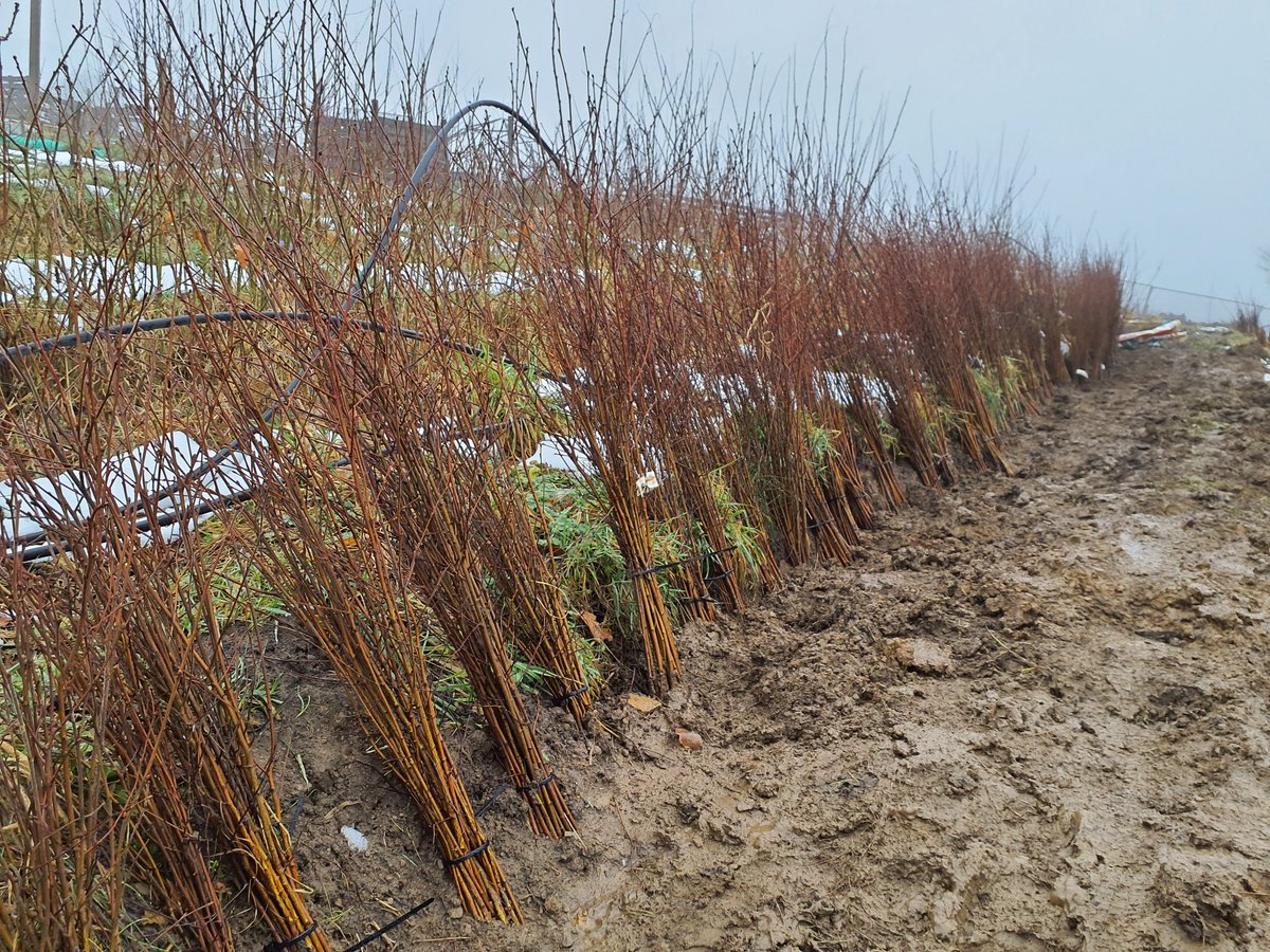 forus_tree's tweet photo. Heeling in graded Downy Birch trees at our community tree nursery last week. #DownyBirch #CTNC #CommunityTreeNursery #SnowDay https://t.co/GcBfaNyTeq