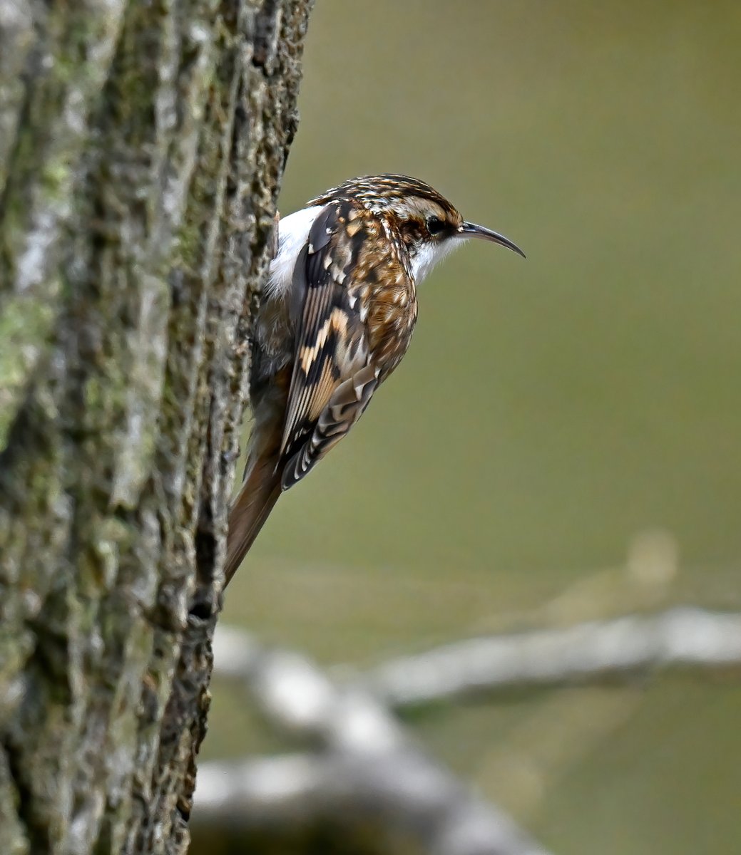 Carl Bovis tweet media