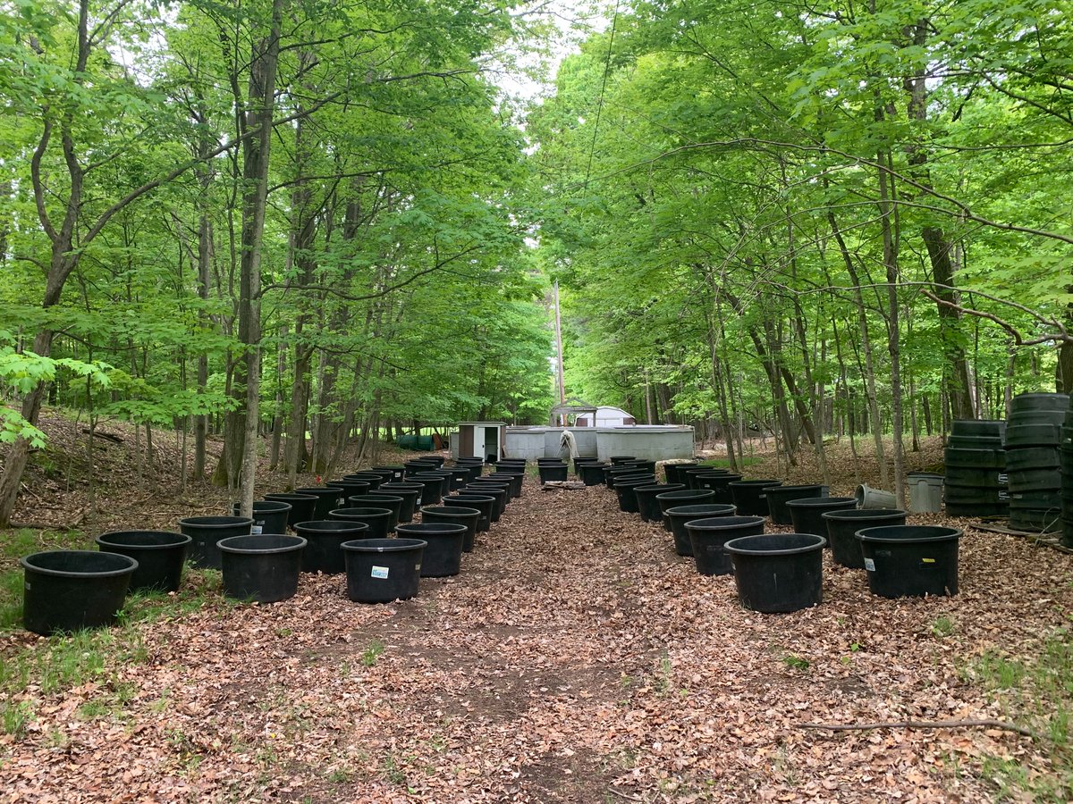 tialeneharrison's tweet photo. The impacts of traditional, inorganic, and organic de-icers were tested on lake water bacterial community assembly in a mesocosm experiment at @QUBioStation. After 6 weeks, the 16S rRNA locus was sequenced in bacterial community samples. https://t.co/hvfjnGJXbg