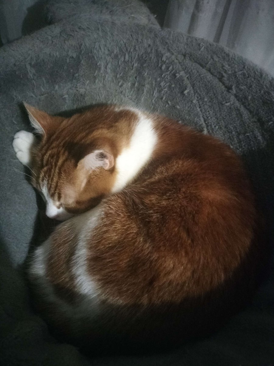 Dataripper's tweet image. Miou cc @LionhartZ_