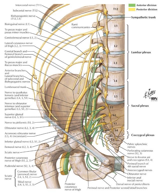 OGdukeneurosurg's tweet photo. Lumbosacral plexus deserves some attention https://t.co/e5pQuxWV7y