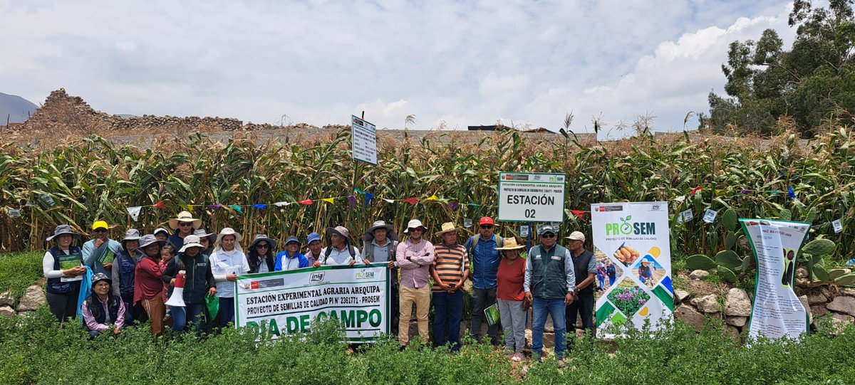 INIAPeru's tweet photo. [#Arequipa]
La EEA Arequipa a través del #PROSEM, desarrolló el Día de campo denominado "Tecnología de manejo en el cultivo de maíz morado", en la parcela demostrativa del cultivo de maíz morado INIA 615- Negro Canaán, instalada en el distrito de Yarabamba. #INIA #MIDAGRI https://t.co/m7ElP54E2H