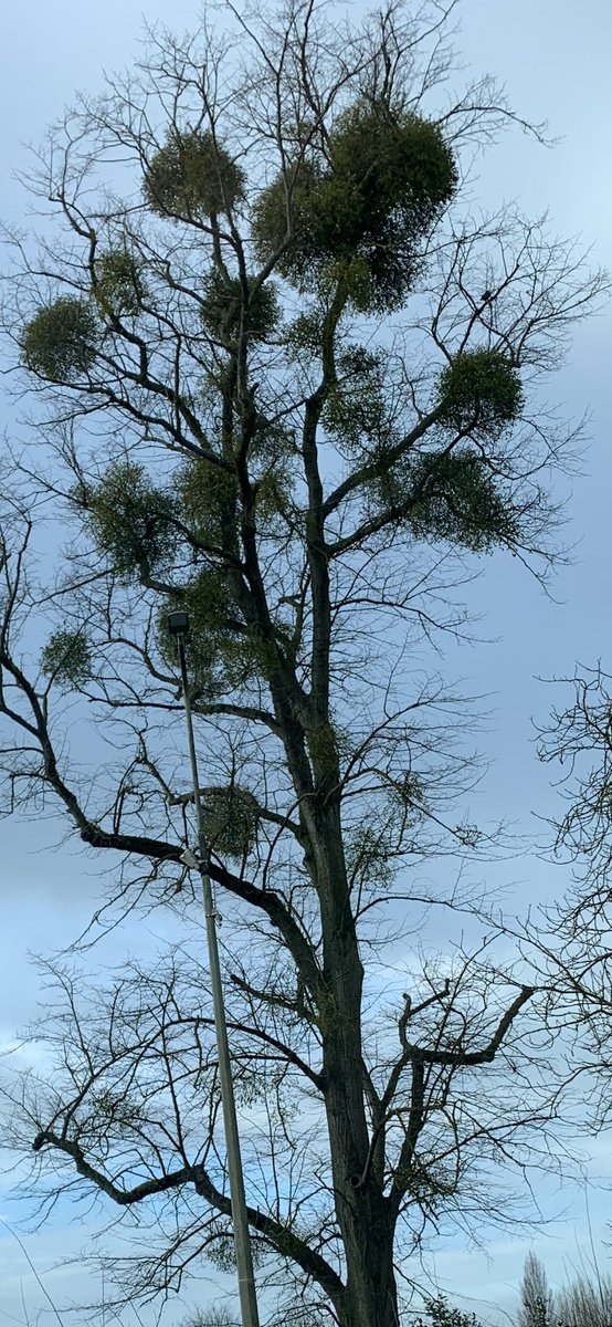 Just leaving the radio studio’s and spotted this tree loaded with mistletoe it was outside a very famous school in oxford city ? Cheers